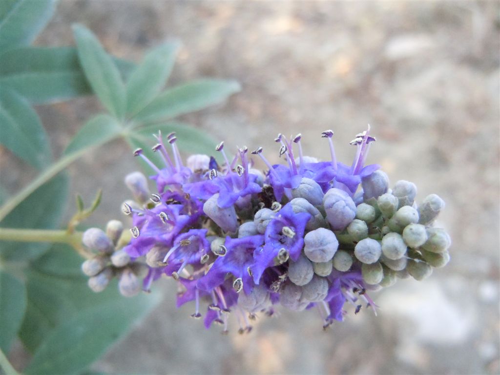 Vitex agnus-castus